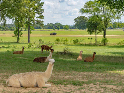 Safari Animal Park, Como, MS