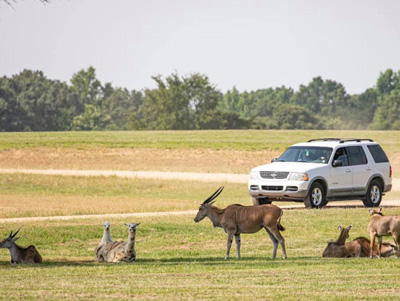 African Wildlife Safari Park, Como, MS