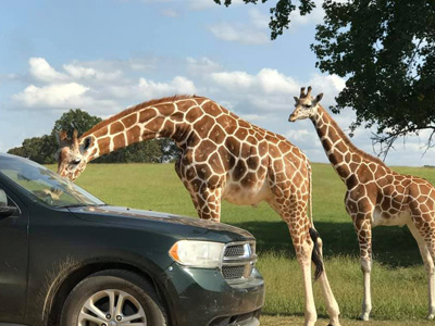 Safari Park, Drive-Through Safari, Petting Zoo Barn, Olive Branch MS