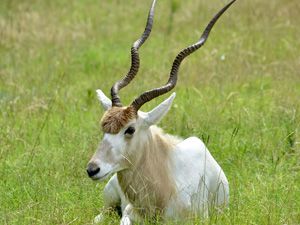Addax