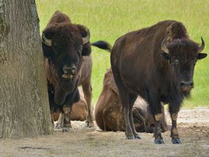 American Bison