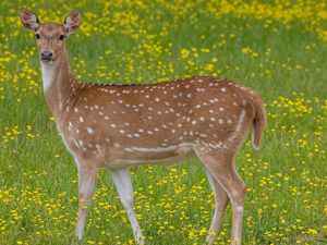 Axis Deer