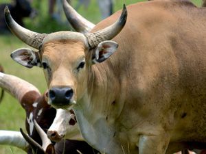 Banteng