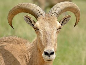 Barbary Sheep