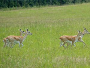 Blackbuck