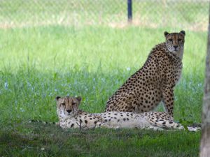 Cheetah