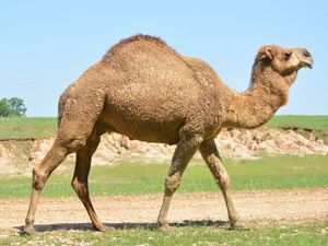 Dromedary Camel