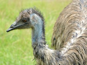 Emu