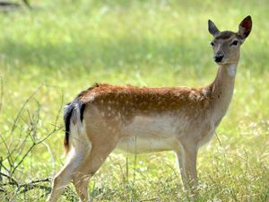 Fallow Deer