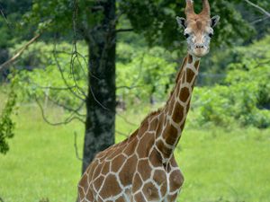 Giraffe