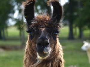 Llama