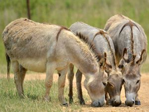 Miniature Donkey