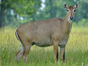 Nilgai