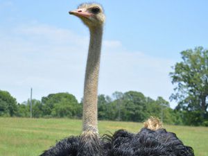 Ostrich