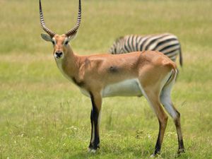 Red Lechwe