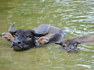 Water Buffalo