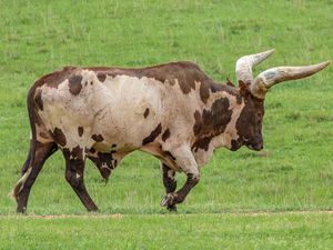 Watusi