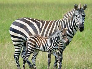 Zebra