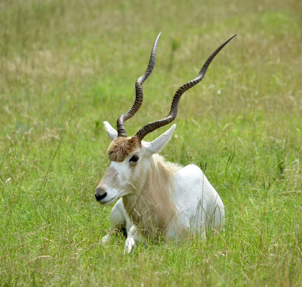 Addax1.jpg