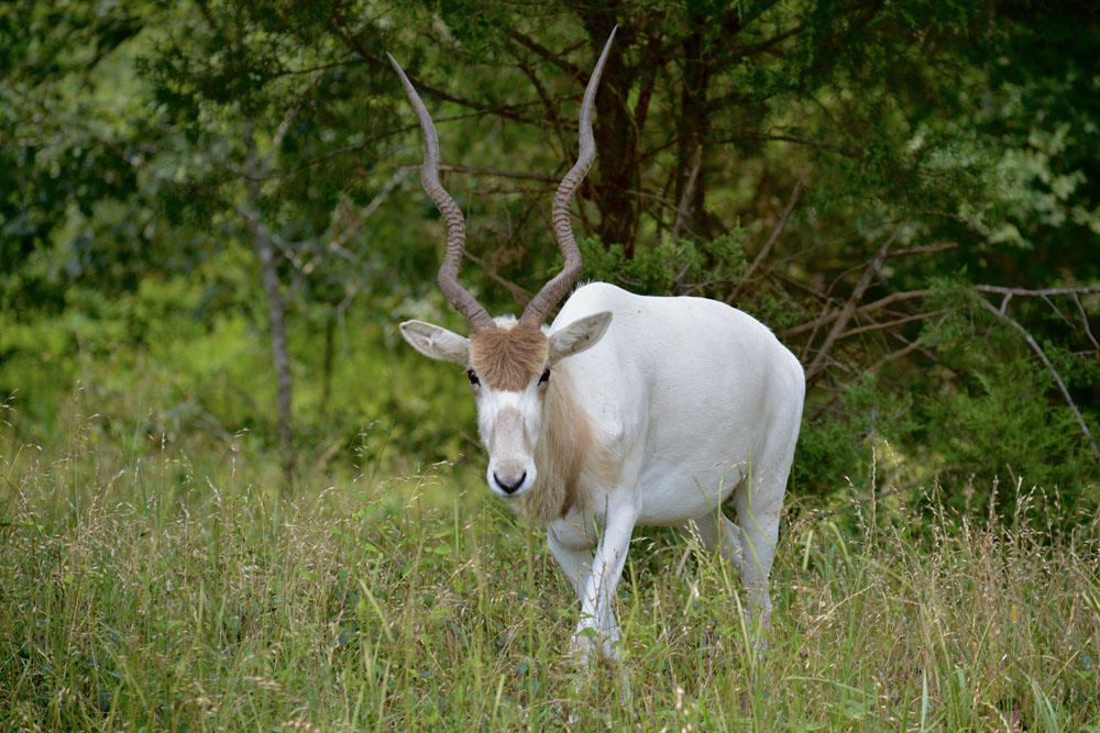 Addax2.jpg