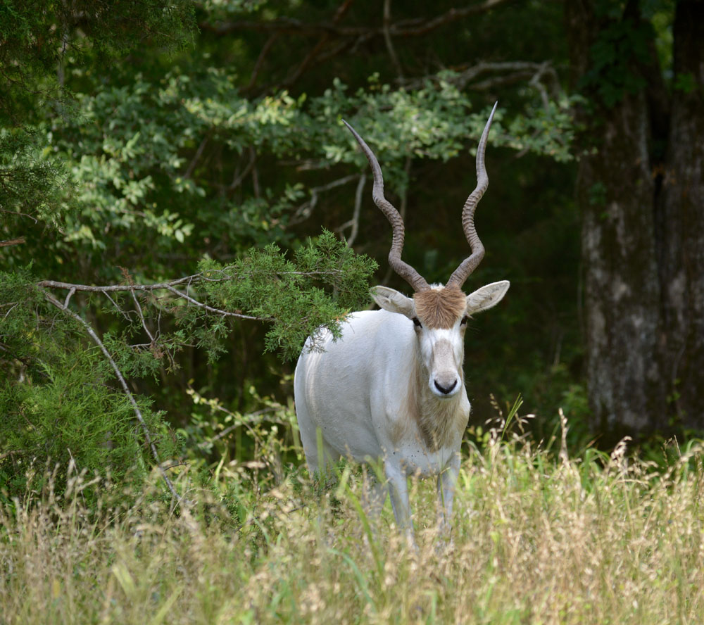 Addax3.jpg