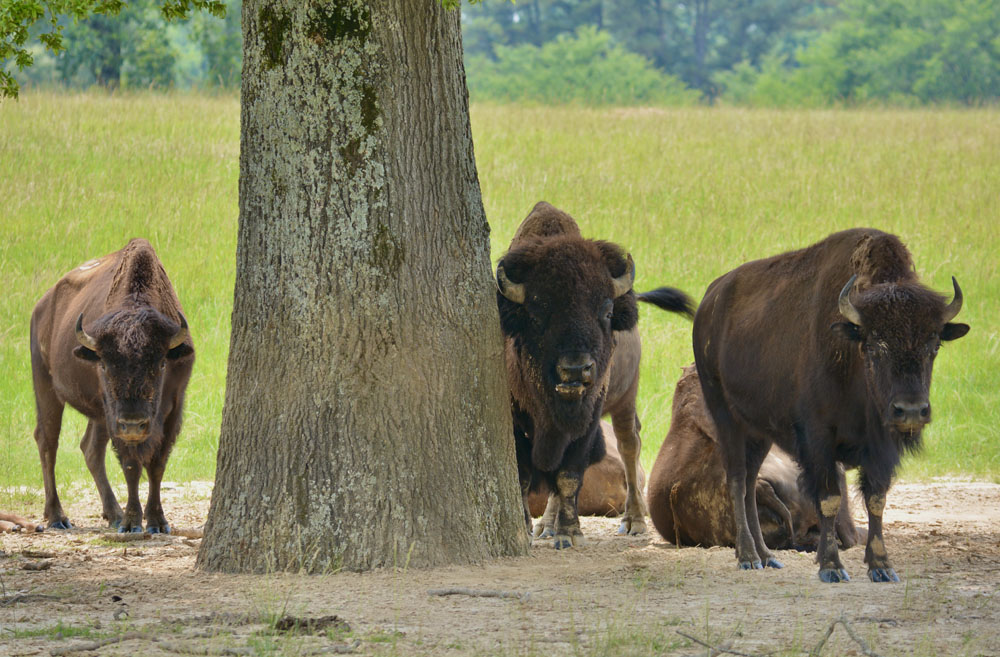 AmericanBison1.jpg