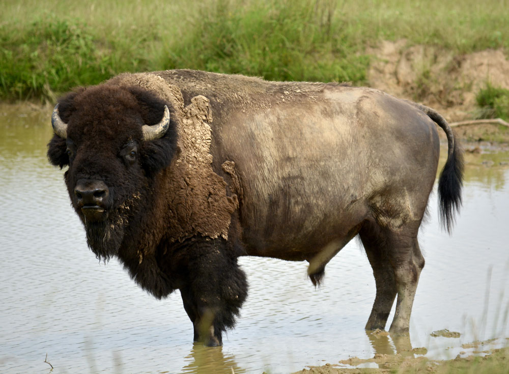 AmericanBison3.jpg