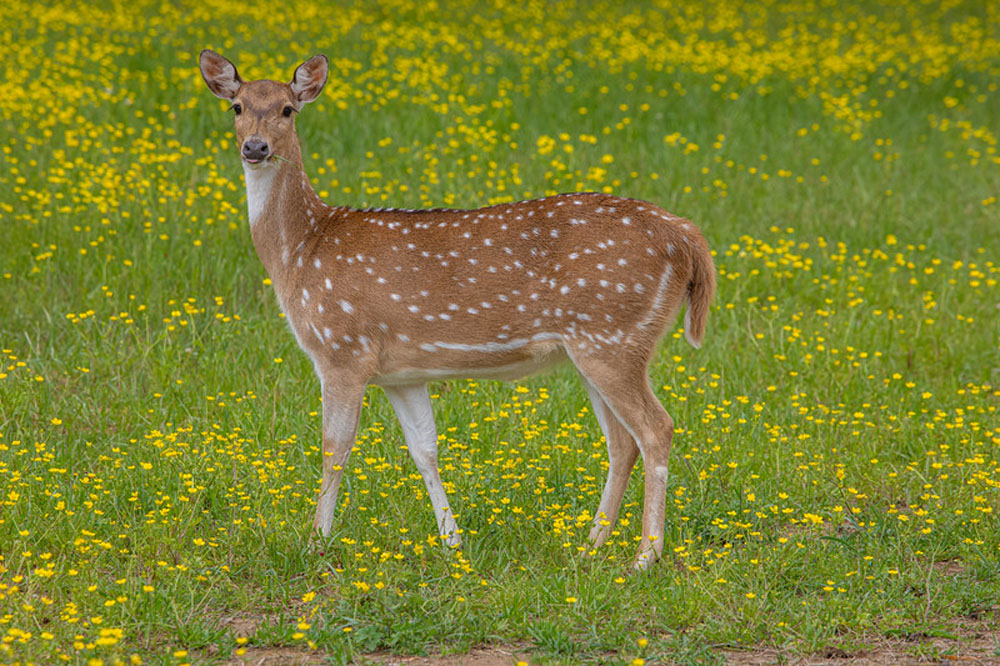 AxisDeer1.jpg