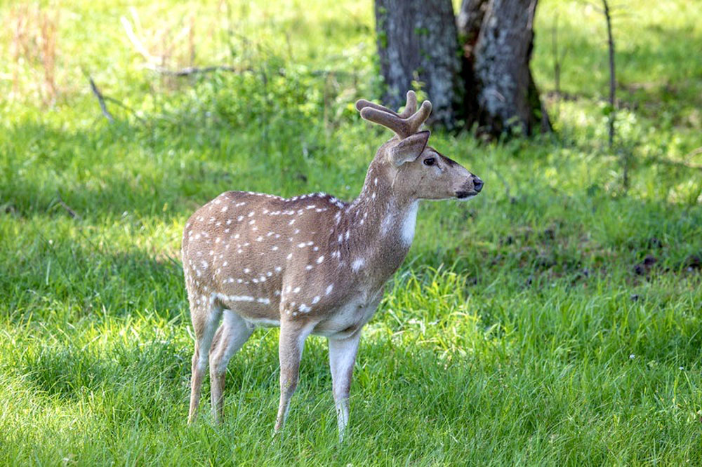 AxisDeer2.jpg
