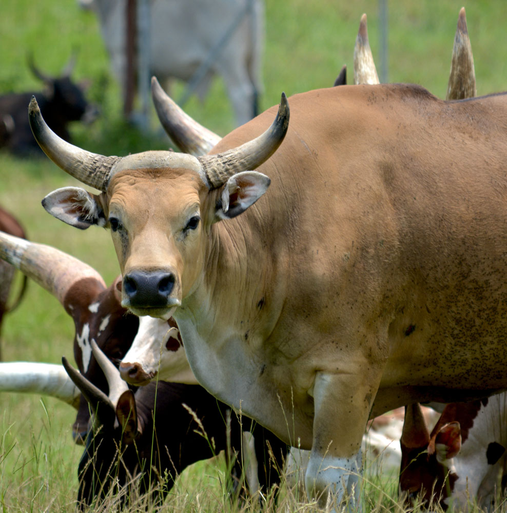 Banteng1.jpg