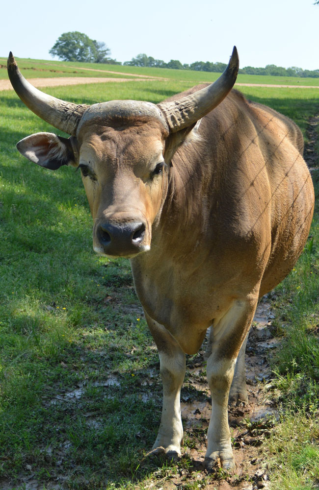 Banteng2.jpg