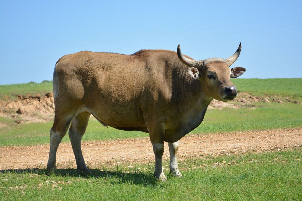 Banteng3.jpg