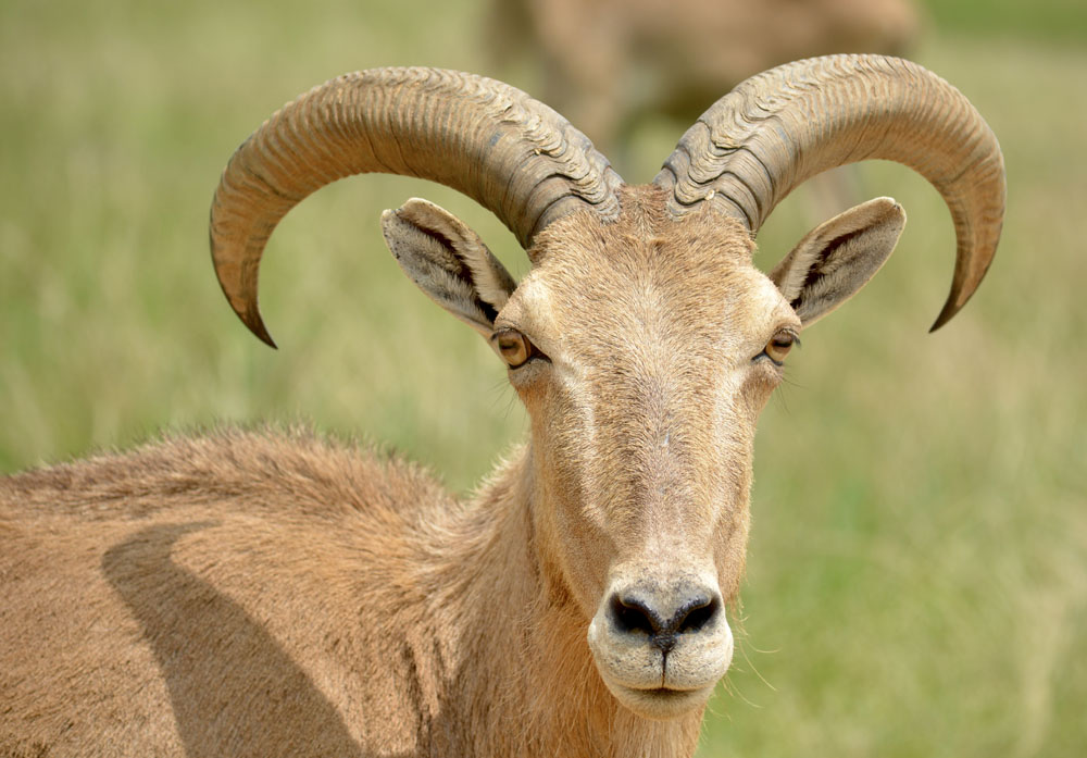 BarbarySheep1.jpg