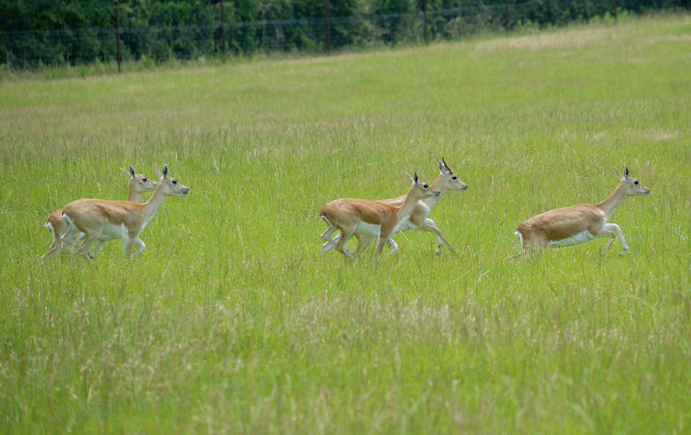 Blackbuck1.jpg