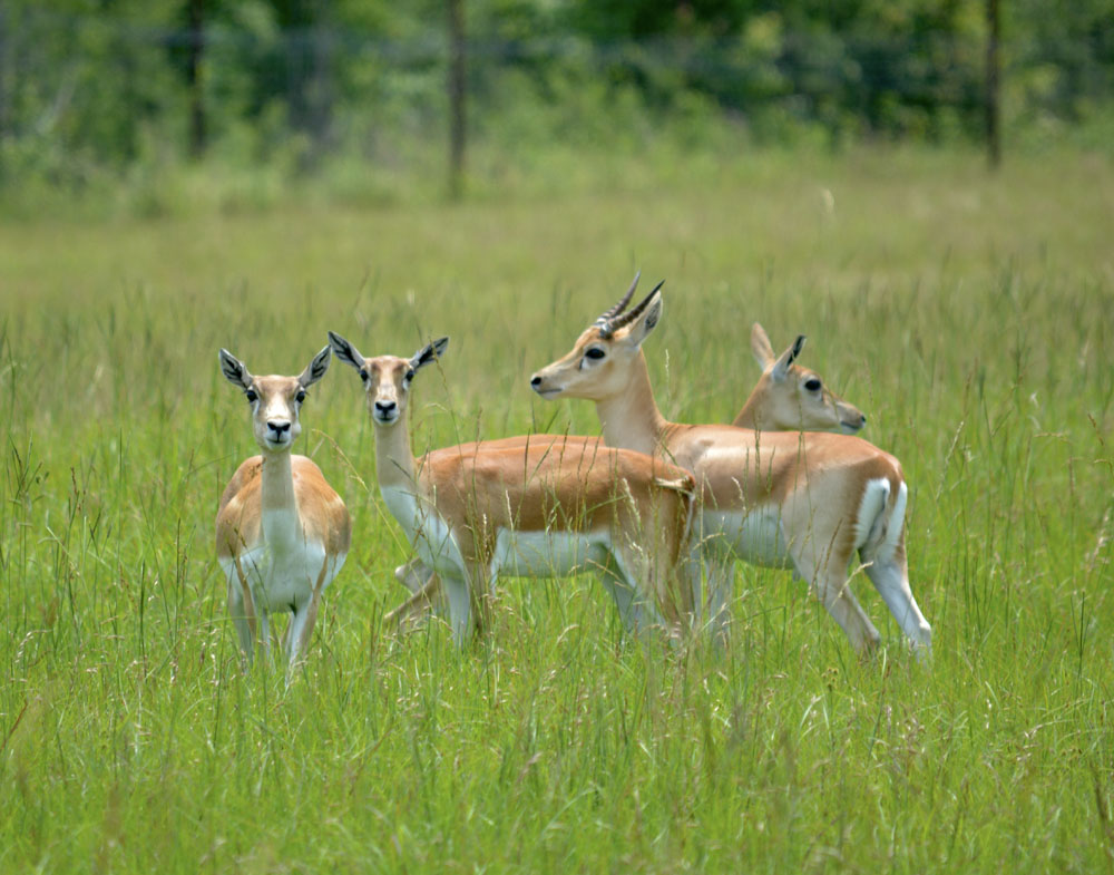 Blackbuck2.jpg
