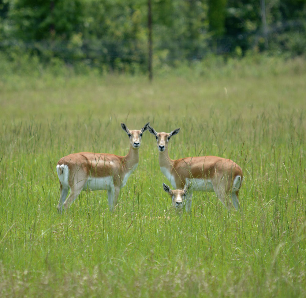 Blackbuck3.jpg