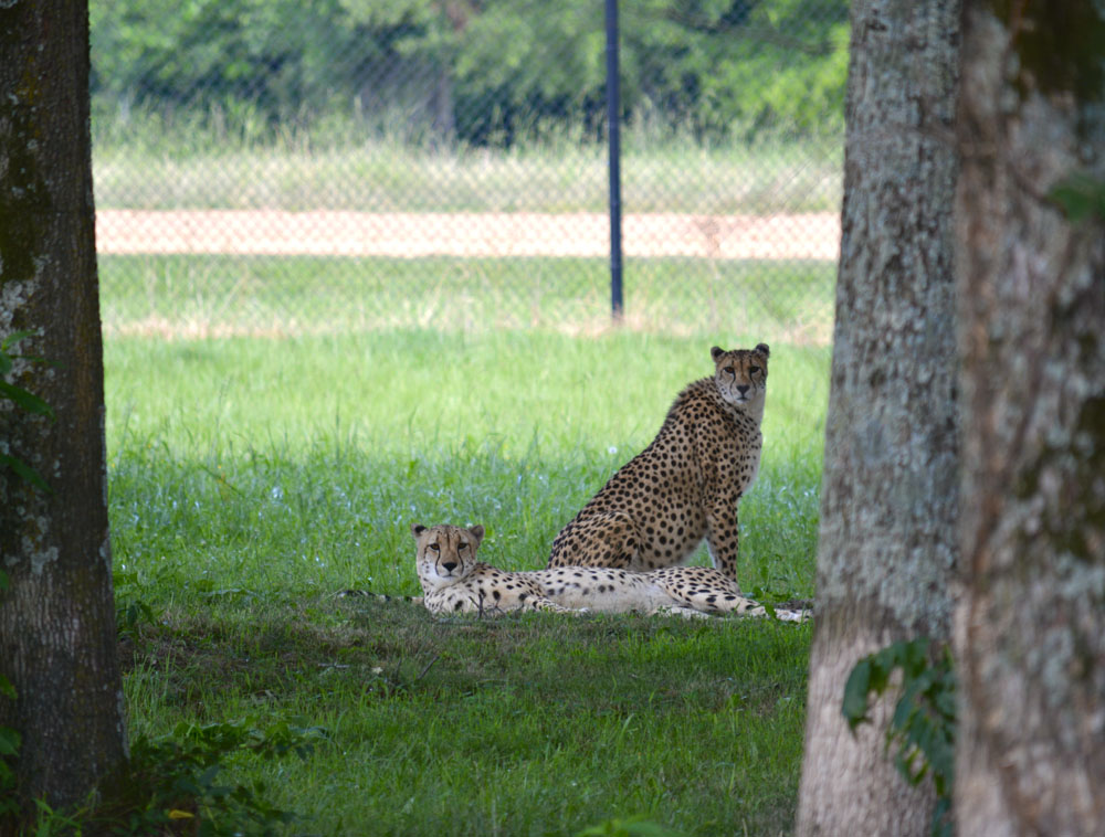 Cheetah1.jpg
