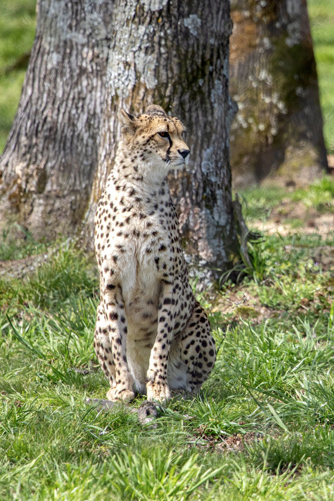 Cheetah2.jpg