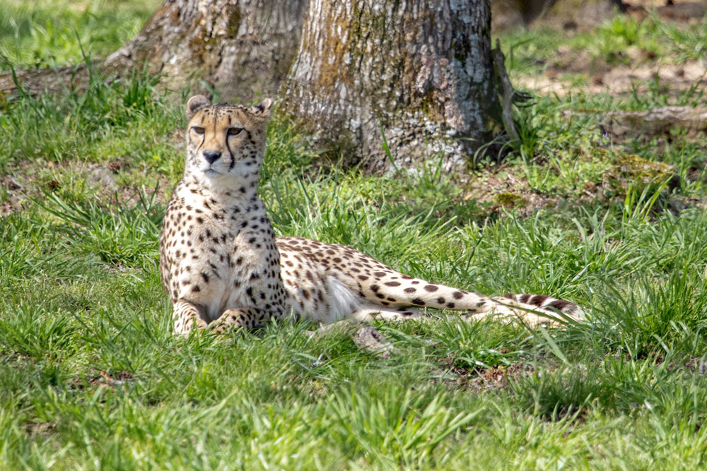 Cheetah3.jpg