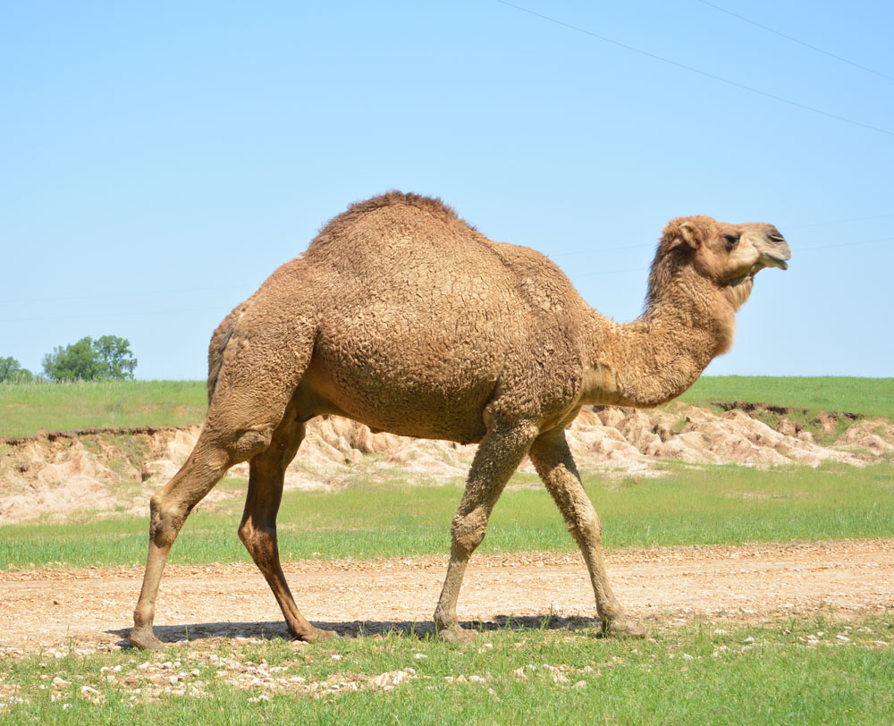 DromedaryCamel1.jpg