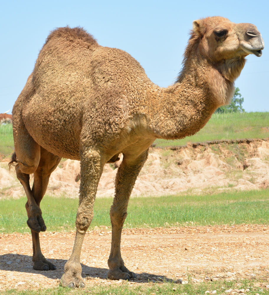 DromedaryCamel2.jpg