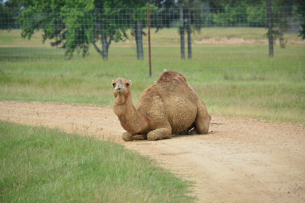 DromedaryCamel3.jpg
