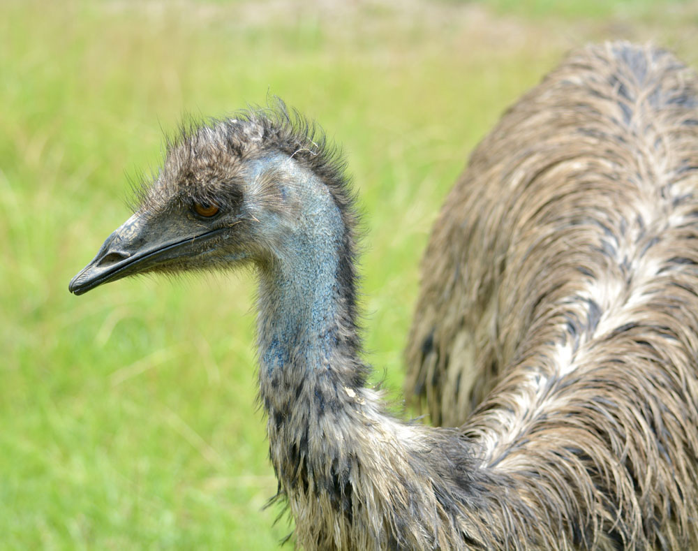 Emu1.jpg