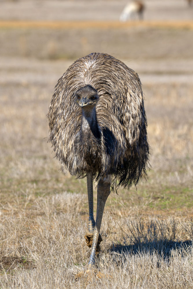 Emu2.jpg
