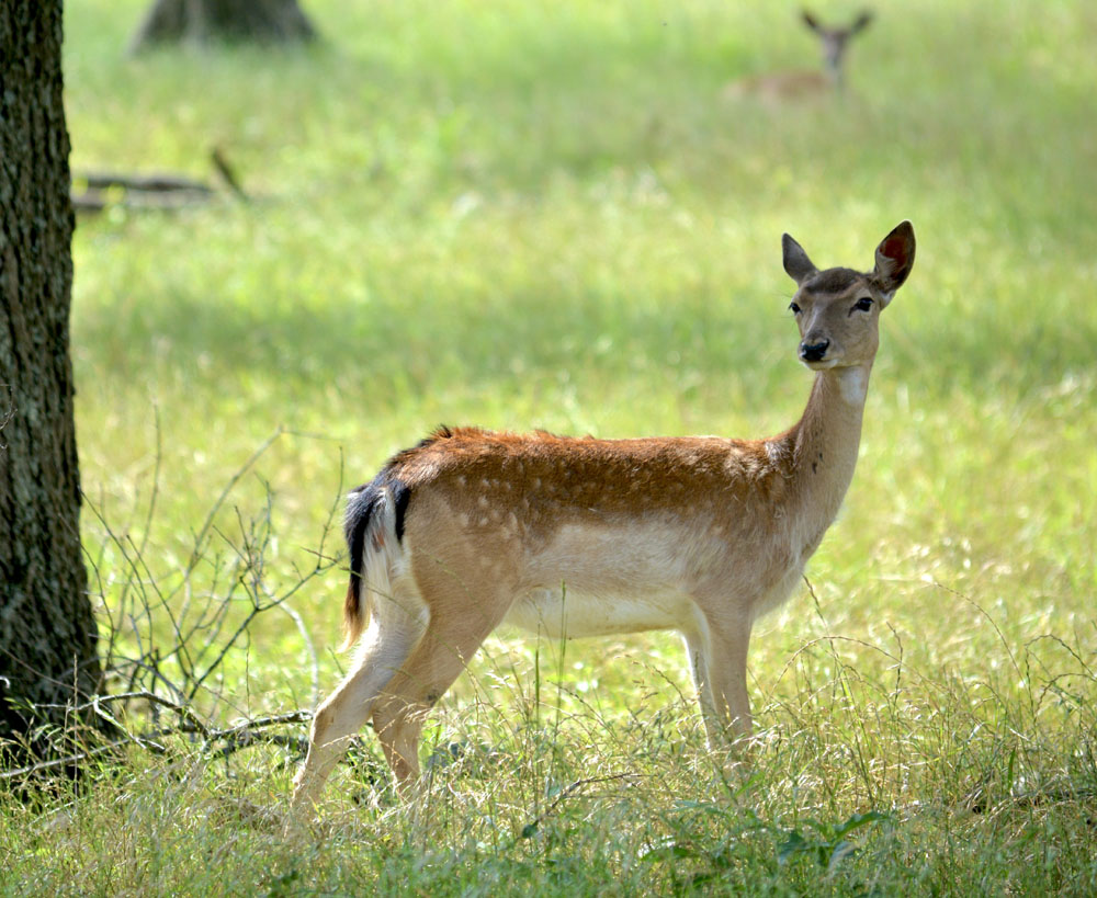 FallowDeer1.jpg