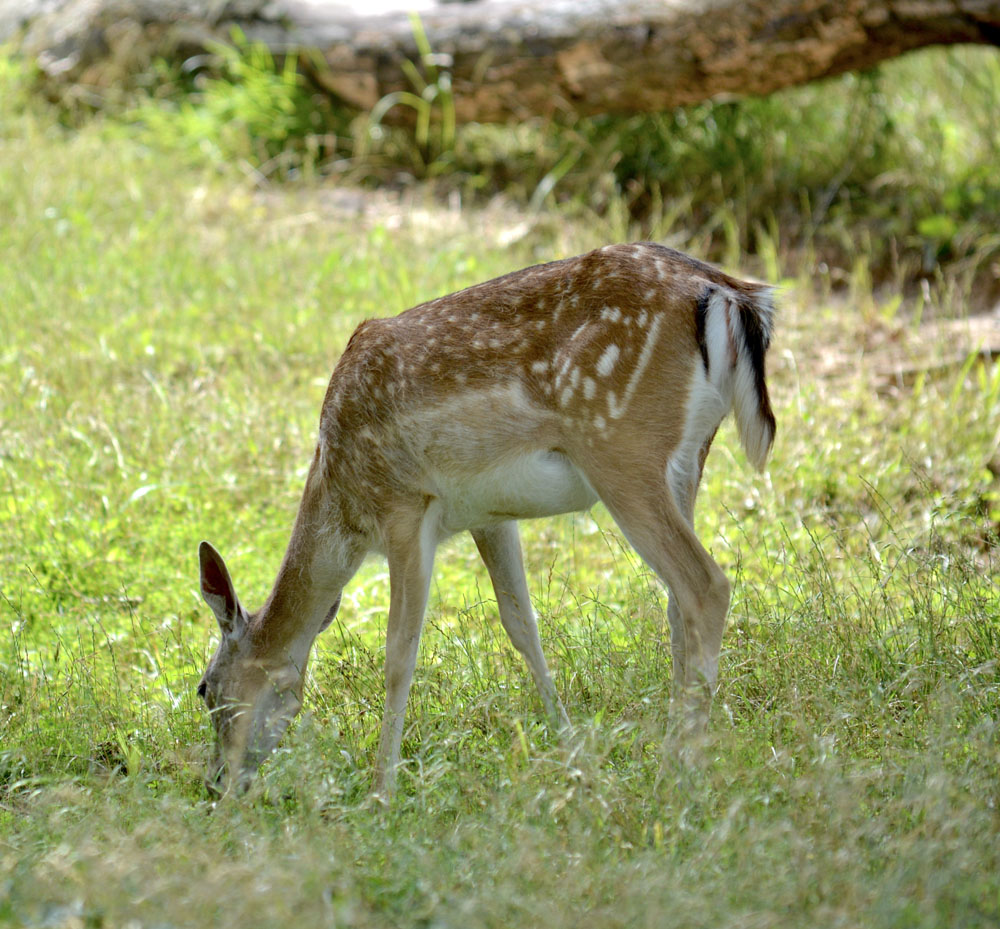 FallowDeer2.jpg