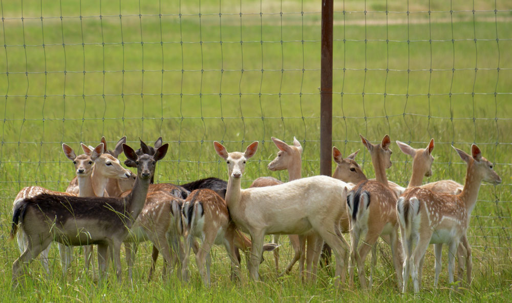 FallowDeer3.jpg