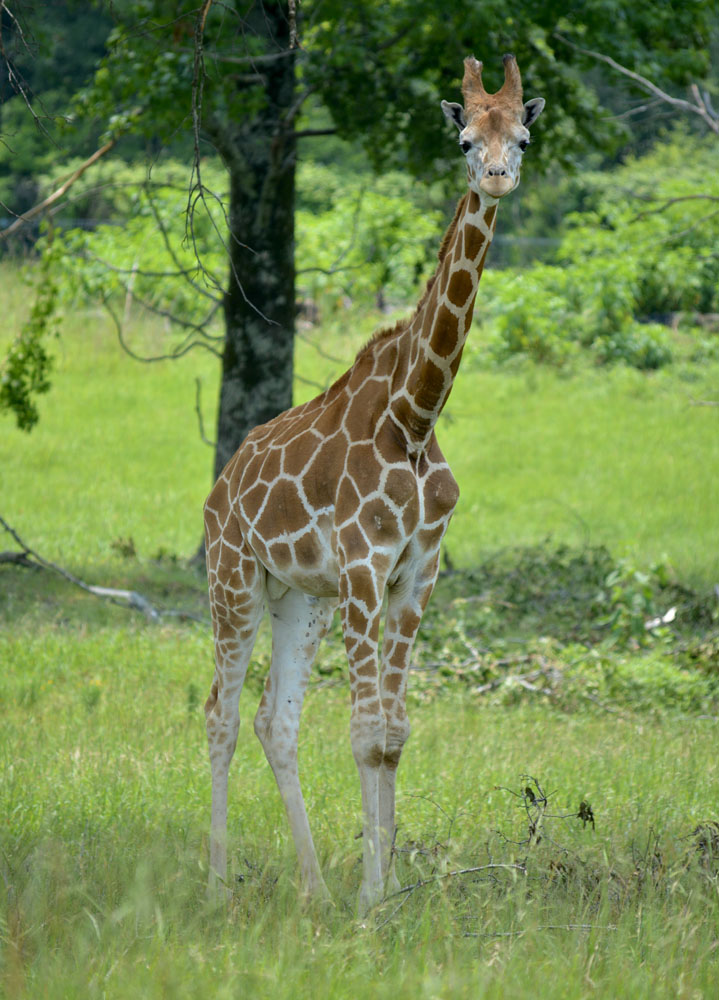 Giraffe1.jpg