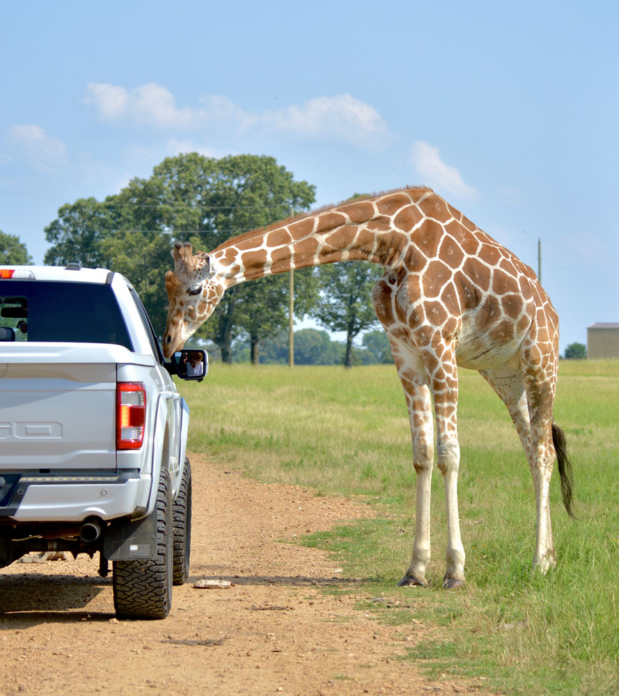 Giraffe2.jpg