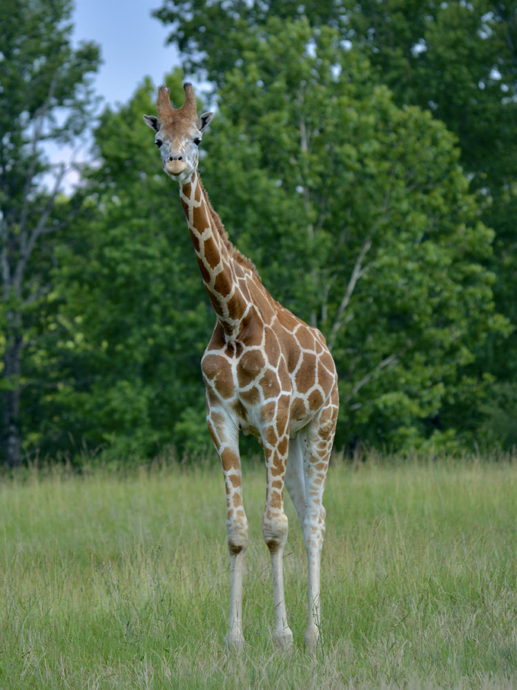 Giraffe3.jpg